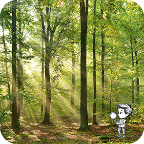 Gutes Leben - auf Entdeckungsreise im Wald: 22. bis 29. Juni 2025